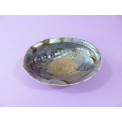 Coquille d'Ormeau ou Abalone ou Paua de Nouvelle Zélande