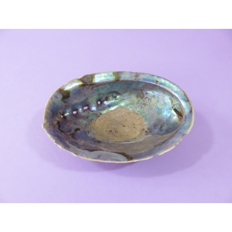 Coquille d'Ormeau ou Abalone ou Paua de Nouvelle Zélande